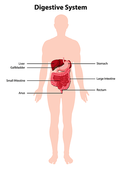 The Five Foundations of Nutritional Balance: Digestion